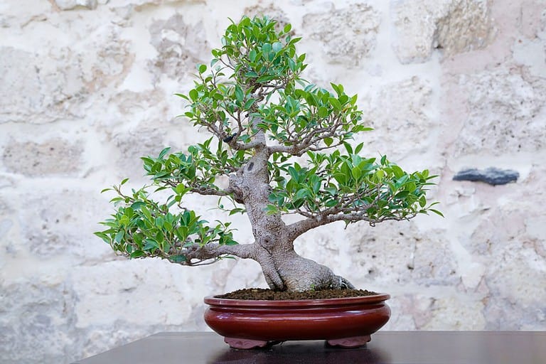 Discover the Top 7 Most Expensive Bonsai Trees Ever Sold - A-Z Animals