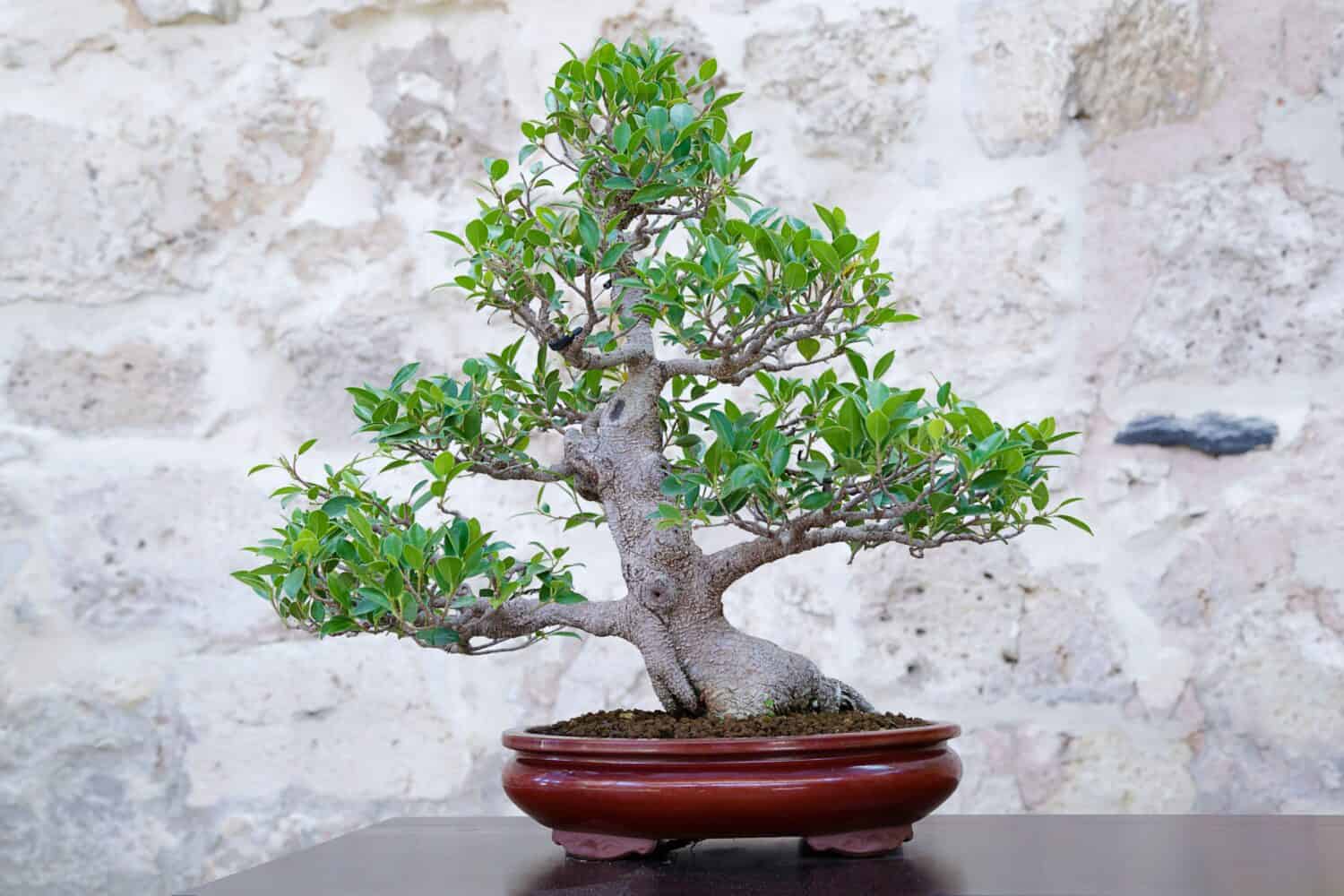bonsai ficus styles