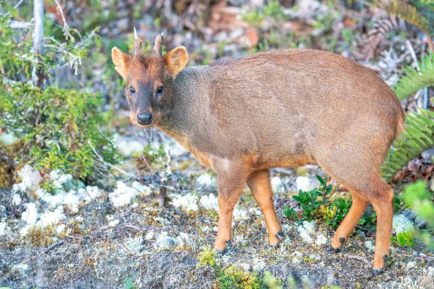 Southern Pudu is standing and looking at you in Chile