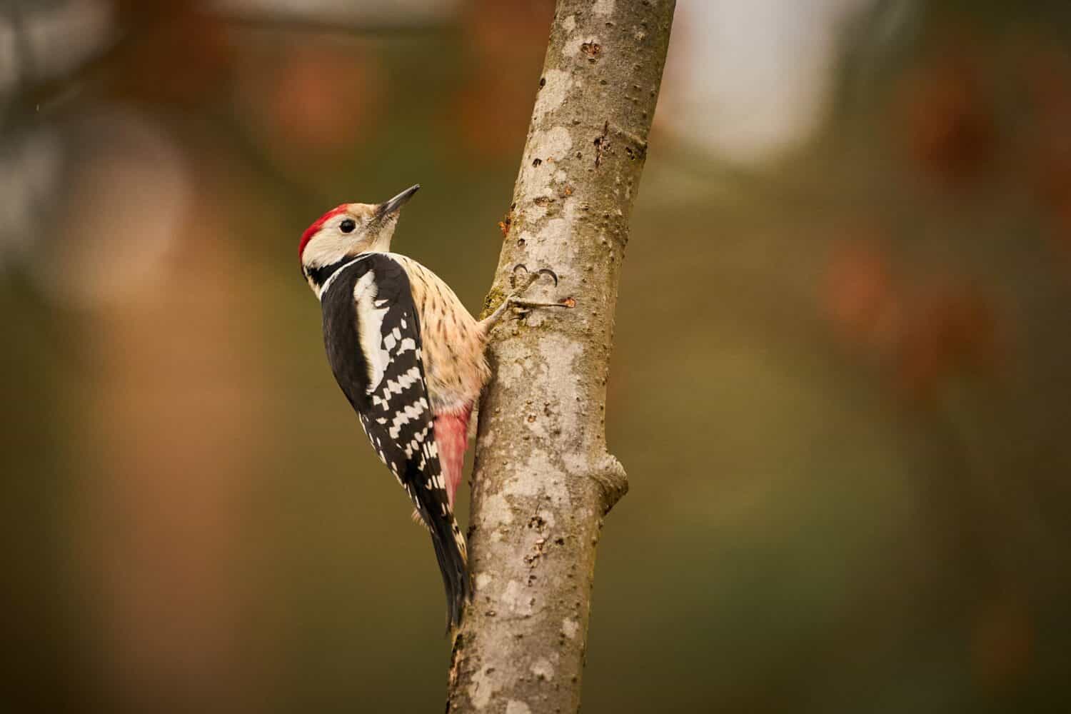 Middle Spotted Woodpecker, black and white and red bird with red cap sitting on the tree trunk in the forest. Woodpecker in the nature habitat. 