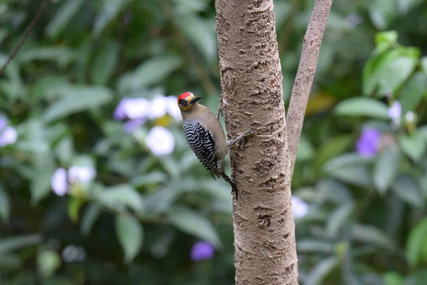 Mexican Endemic Golden Cheeked Woodpecker scaling tree