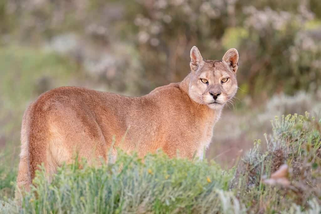 A puma is standing behind a low bush in the first morning light in Patagonia, Chile