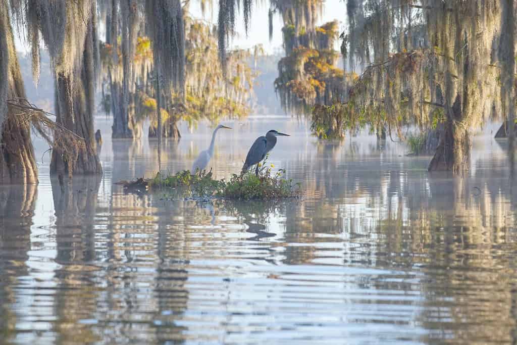 Swamps with bald cypress, Spanish moss, birds