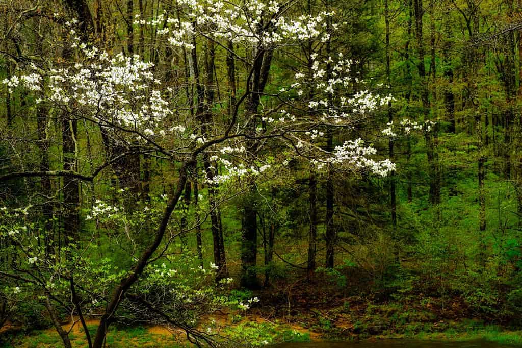 Dogwood in bloom, Williams River, Monongahela National Forest, West Virginia, USA