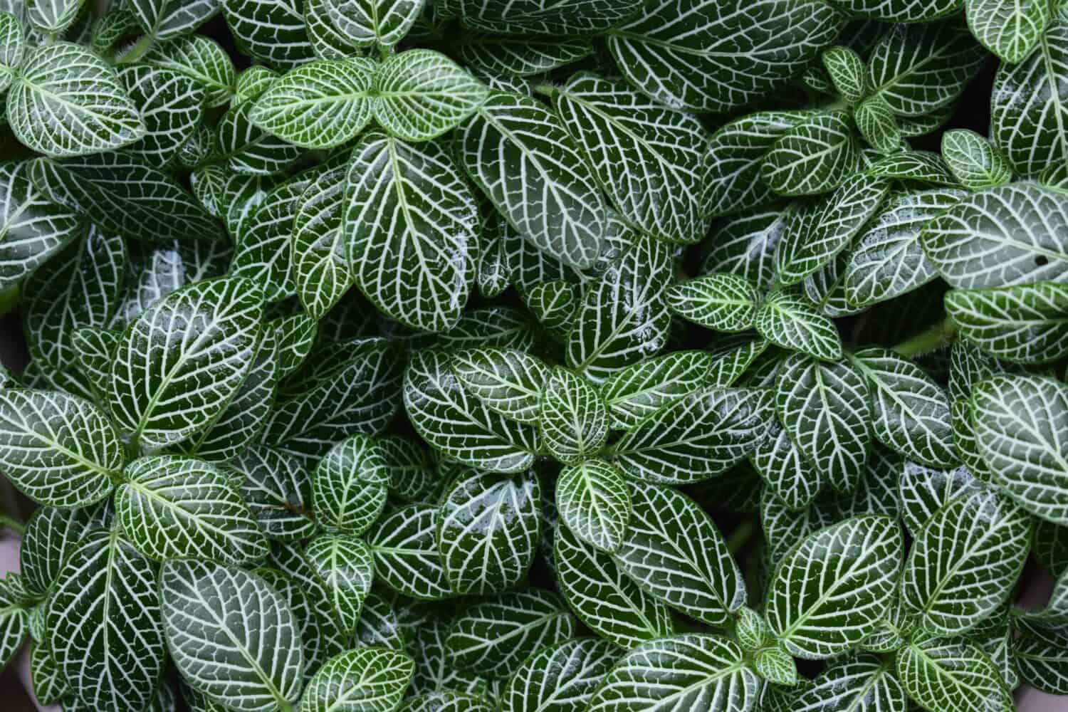 This is Nerve plant (Fittonia albivenis) one of flowering plant in the family Acanthaceae.