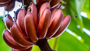 6 Amazing Colors of Bananas (Rarest to Most Common) Picture