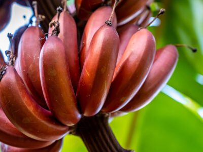 A 6 Amazing Colors of Bananas (Rarest to Most Common)