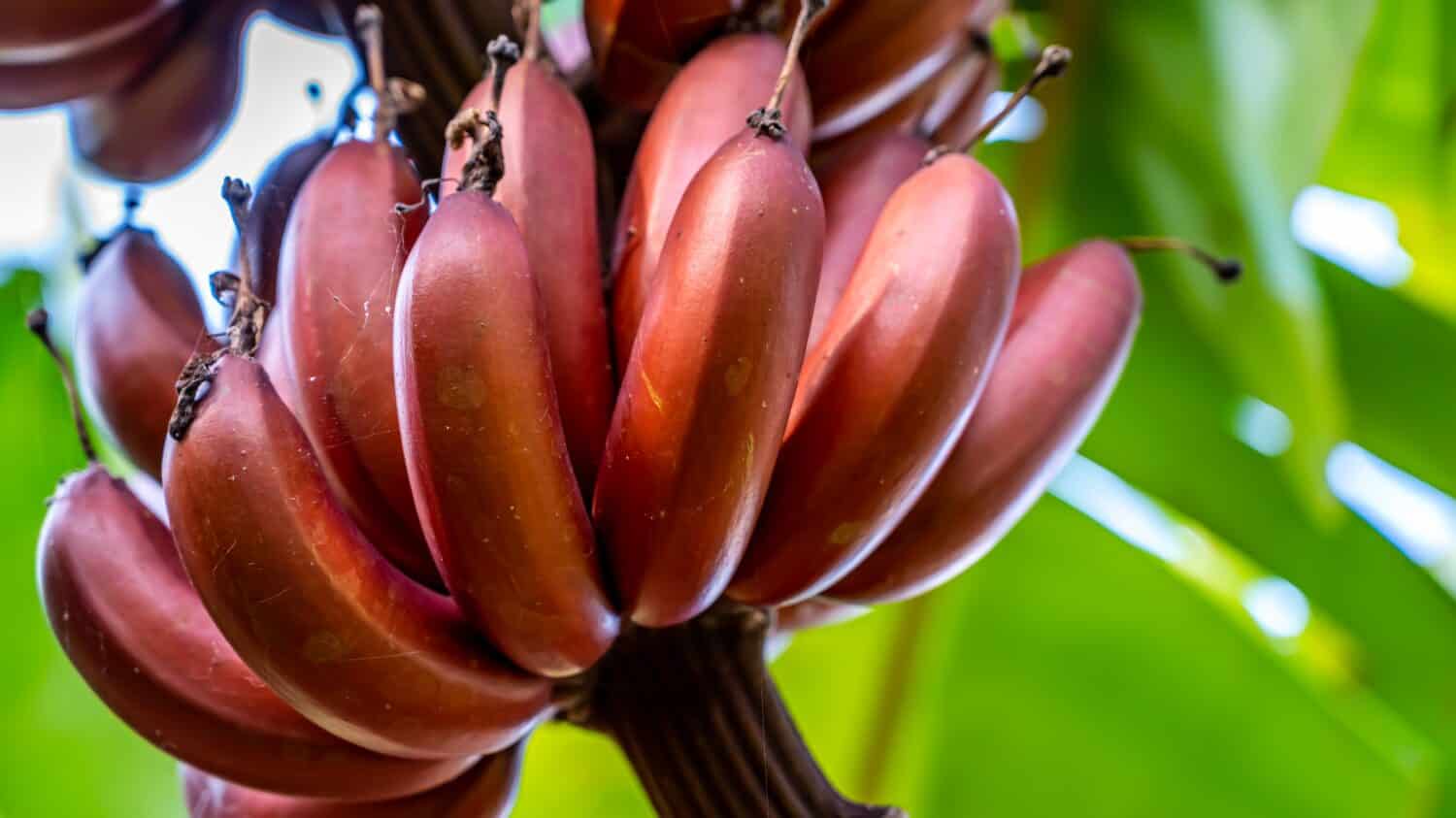 Red Banana extract из Шри Ланки.. Red Bananas агентство. Банан Кавендиш генетика. Банан Редтигр. Красные бананы купить