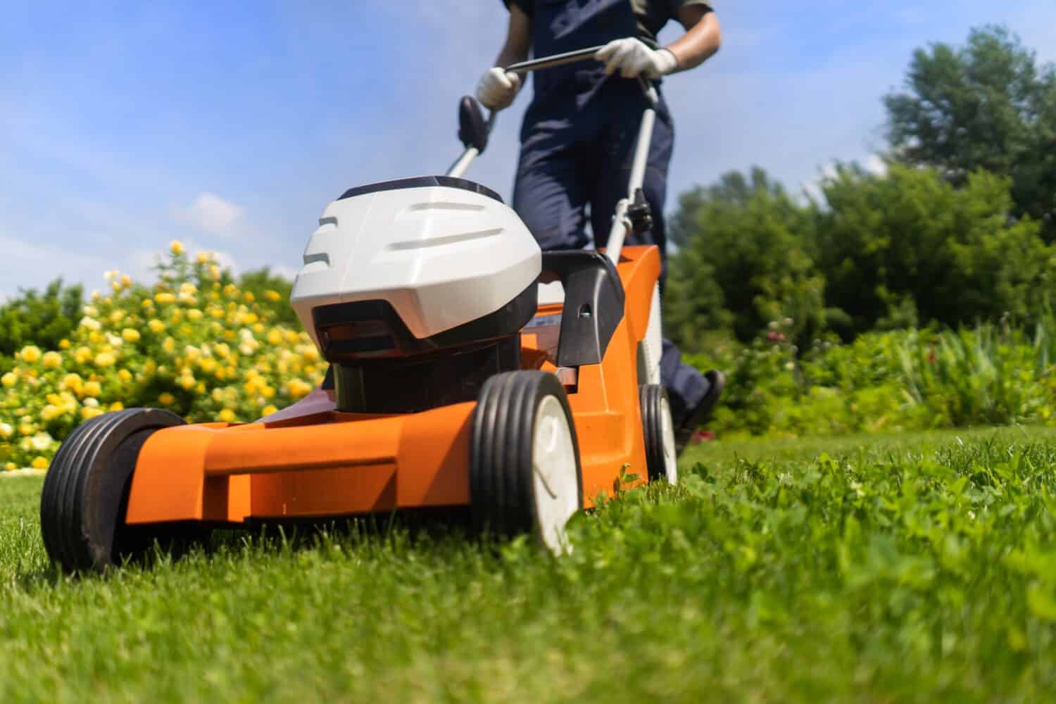 A young man is mowing a lawn with a lawn mower in his beautiful green floral summer garden. A professional gardener with a lawnmower cares for the grass in the backyard.