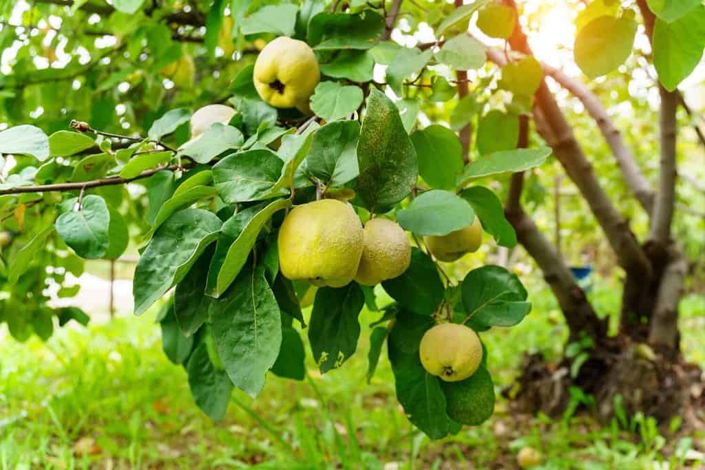 The quince Cydonia oblonga is a deciduous trees a pomefruit. Harvest in the garden, selective focus