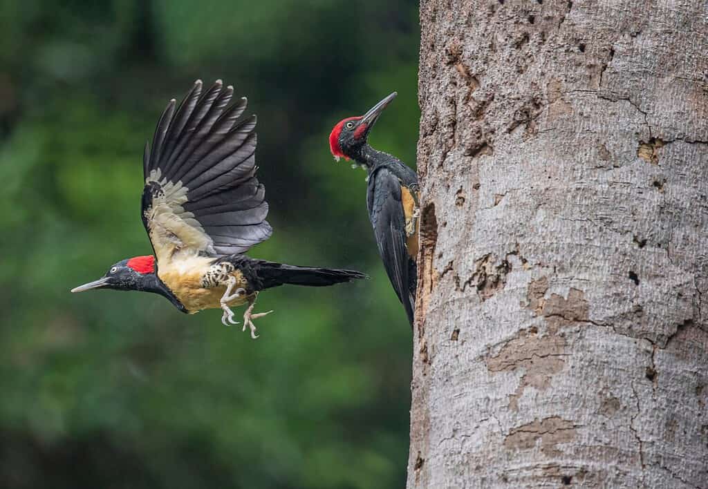 A pair of White-bellied Woodpecker taking care their nest hole