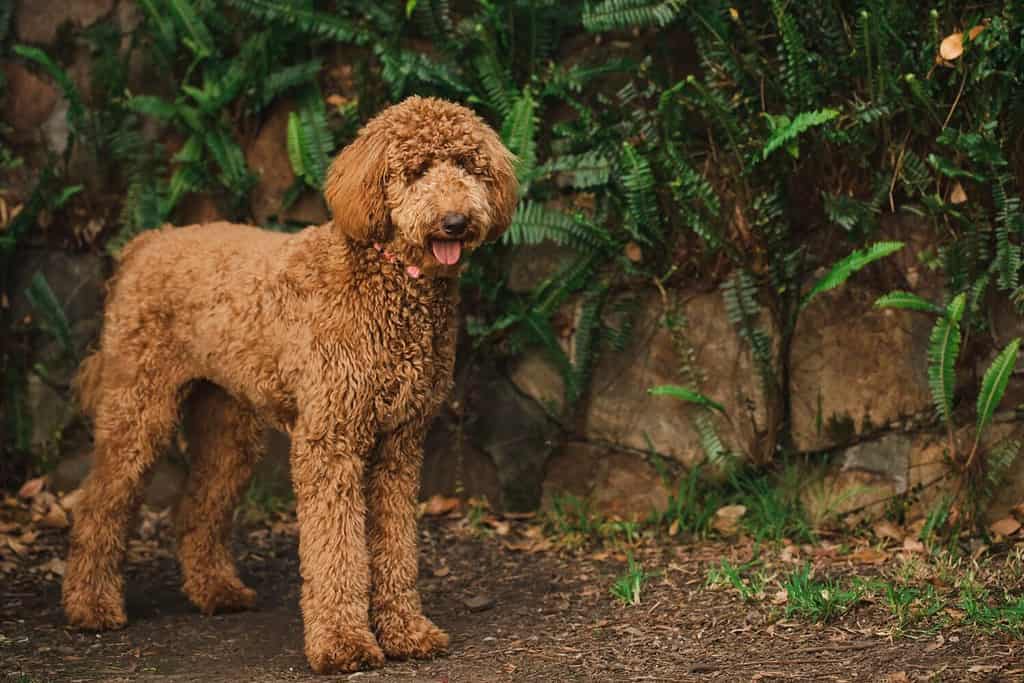 Young Groodle mixed-breed dog, also known as Golden Doodle (Poodle Golden Retriever Cross), in pretty backyard setting