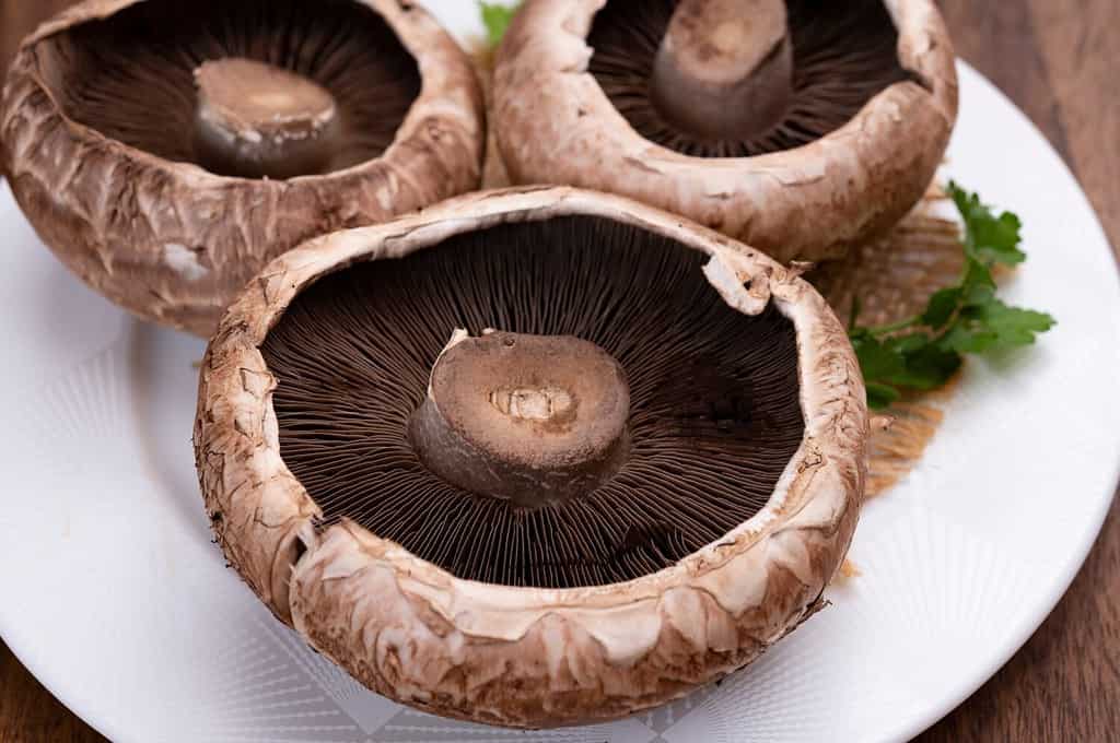 Tasty vegetarian food, large brown champignons Agaricus bisporus portobello mushrooms close up
