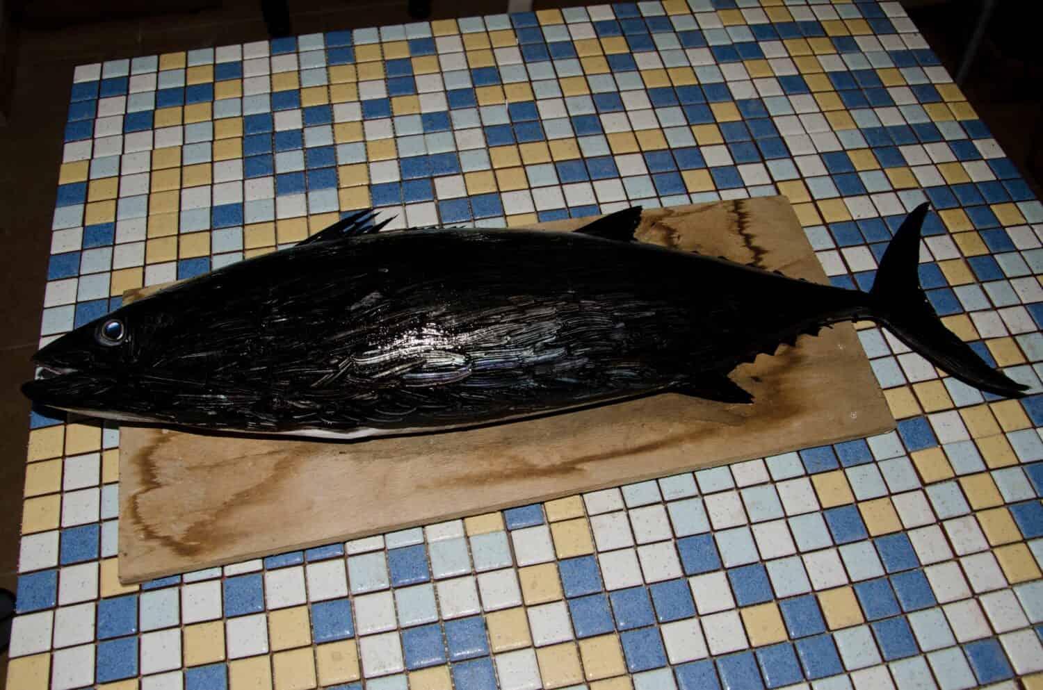 Preparation of a Atlantic bonito Sarda sarda to make a gyotaku, the traditional Japanese method of printing fish. Gran Canaria. Canary Islands. Spain.