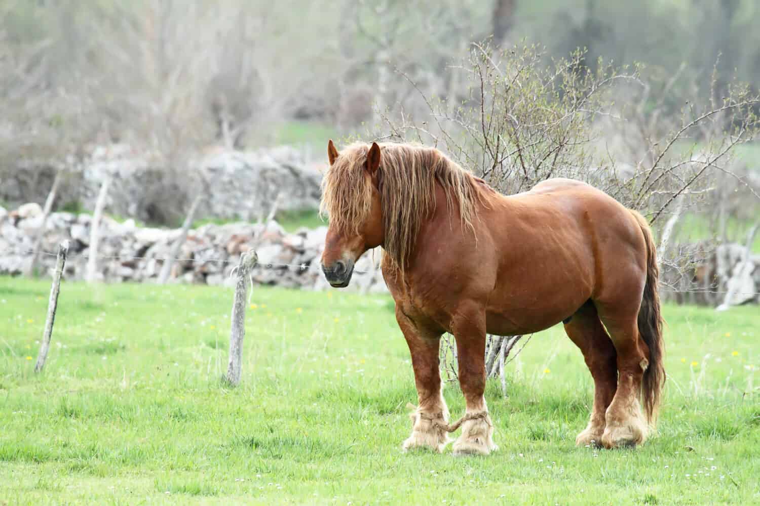 Hispano Breton horse
