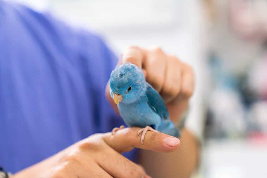 A veterinarian is checking the health of a lovebird. Forpus bird physical examination