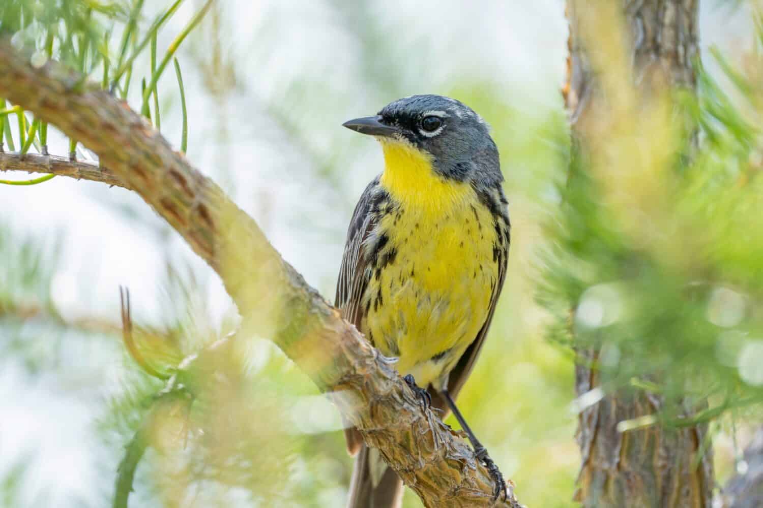 A kirtland's warbler perches in a jack pine, an endangered species that is losing habit due to overdevelopment and deforestation in north central Michigan. 