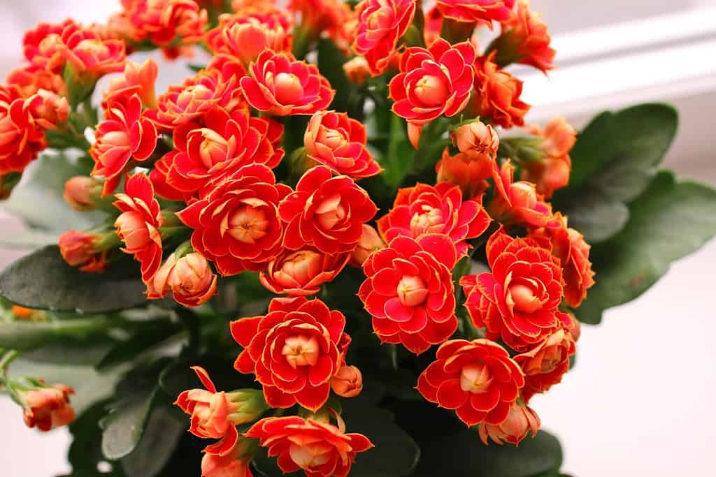 How to Care and Maintain Kalanchoe The Complete Indoor and Outdoor