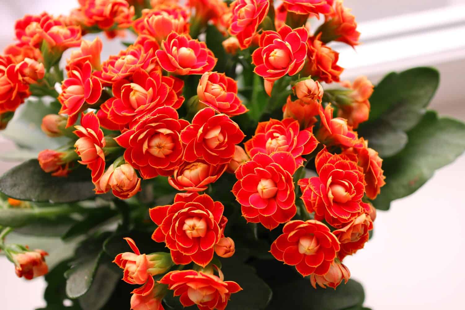 Blooming Kalanchoe close-up. Red flowers of Kalanchoe. Home flowers                             