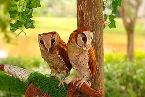 Male vs. Female Owls: 5 Key Differences Picture