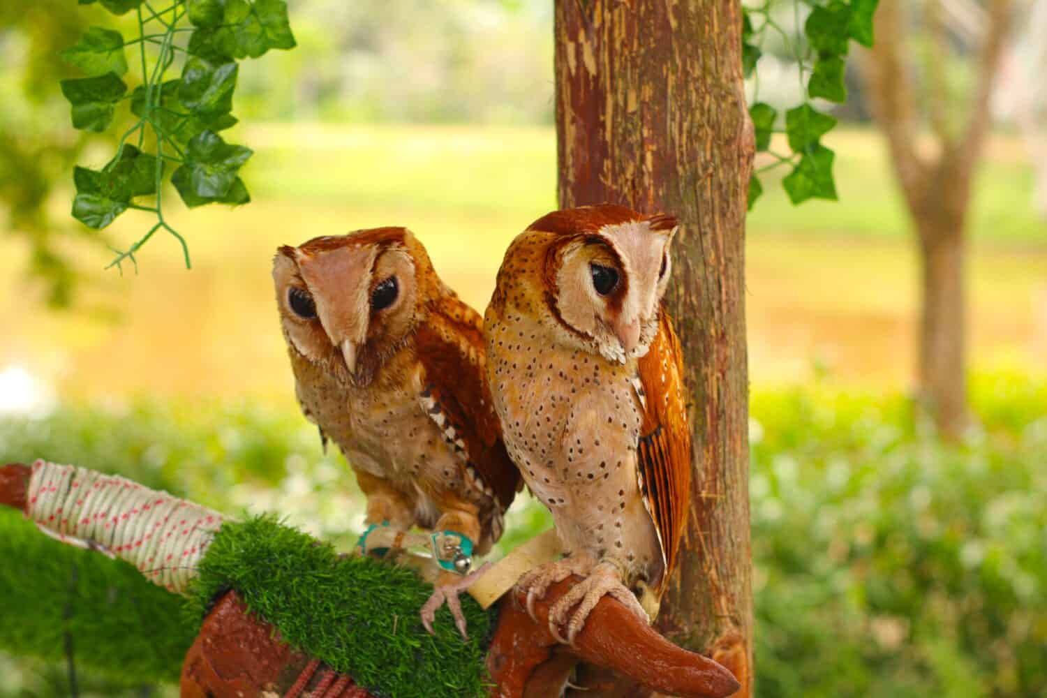 A pair of Oriental Bay Owl (Phodilus Badius) sit on wooden branch.