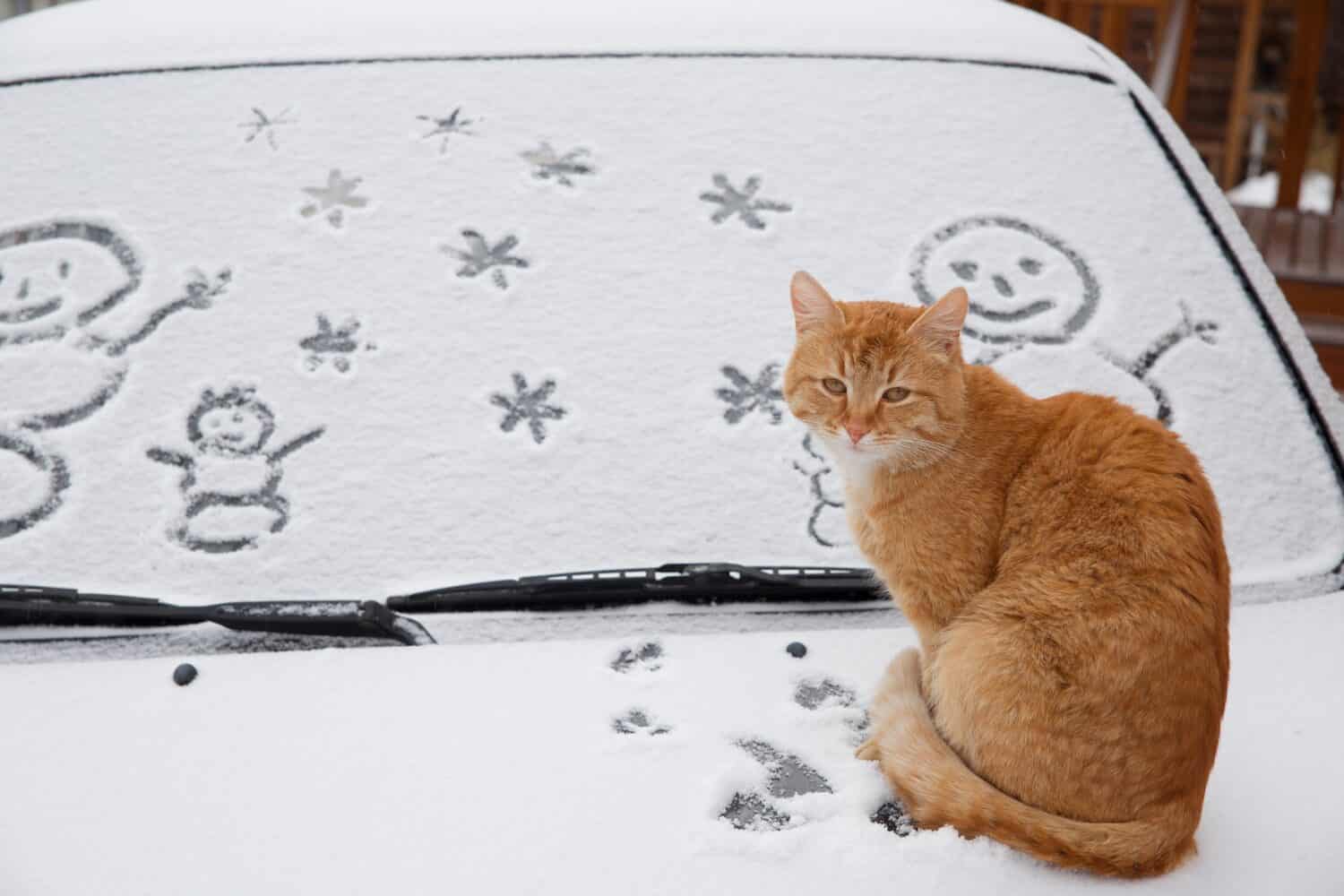 A red cat sits on the hood of a car. The car is covered in snow. Snowmen are painted on the windshield of the car.