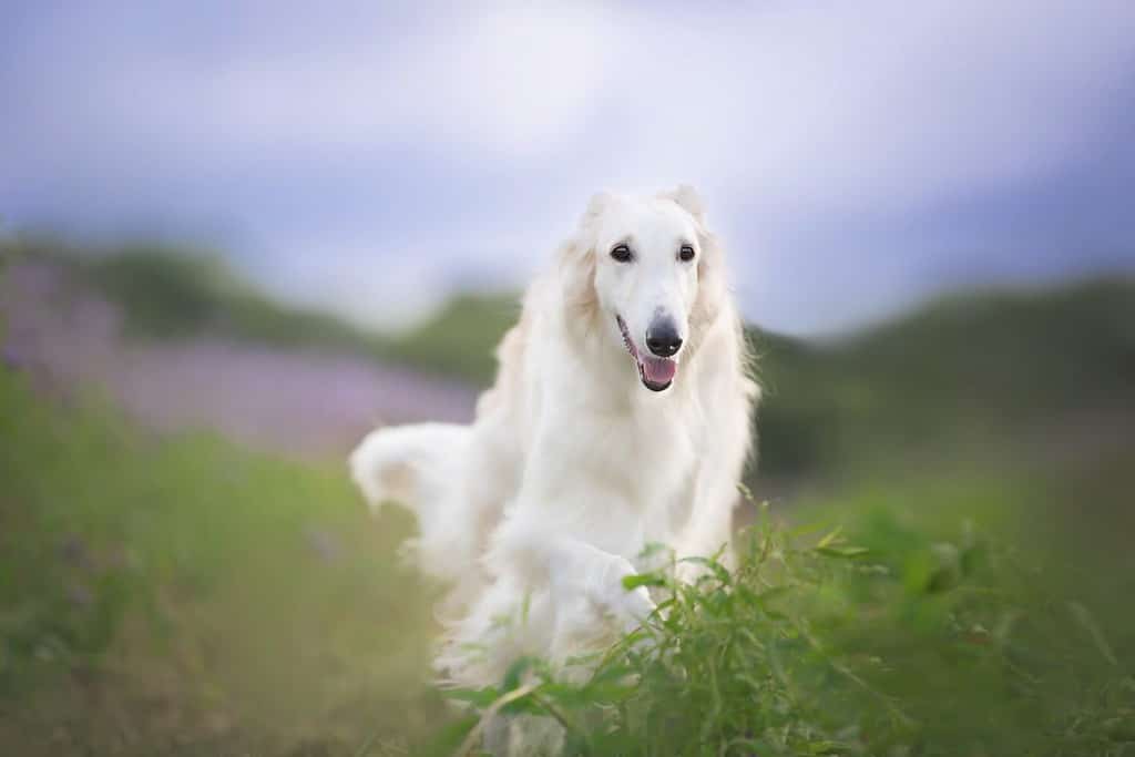 Portrait of happy beige dog breed russian borzoi running in the violet flowers field in summer. 