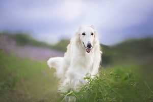 Borzoi: Growth Chart, Milestones, and Training Tips Picture