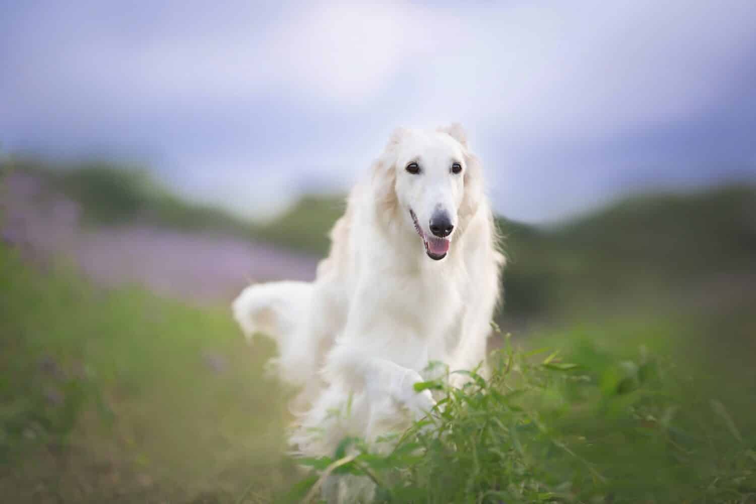 Portrait of happy beige dog breed russian borzoi running in the violet flowers field in summer. Beautiful and gorgeous russian borzoi dog. Phacelia blossom