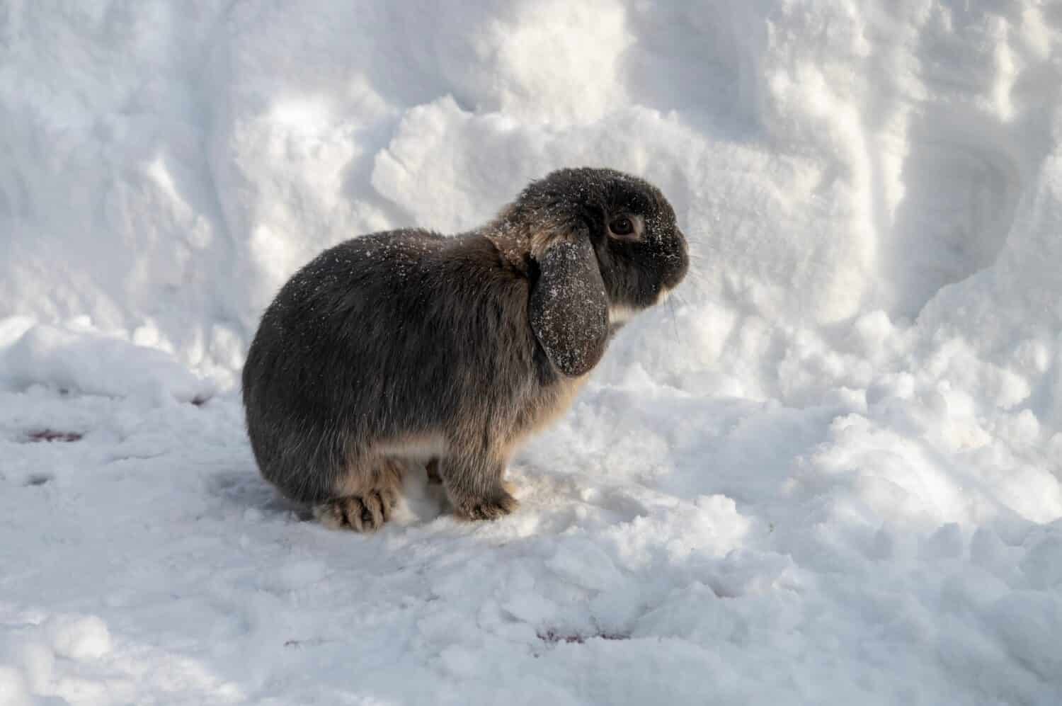 A young blue Holland lop rabbit is standing with a snow on the background.