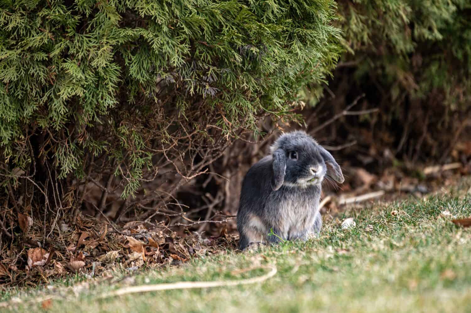 A young blue Holland lop rabbit is standing on a lawn.