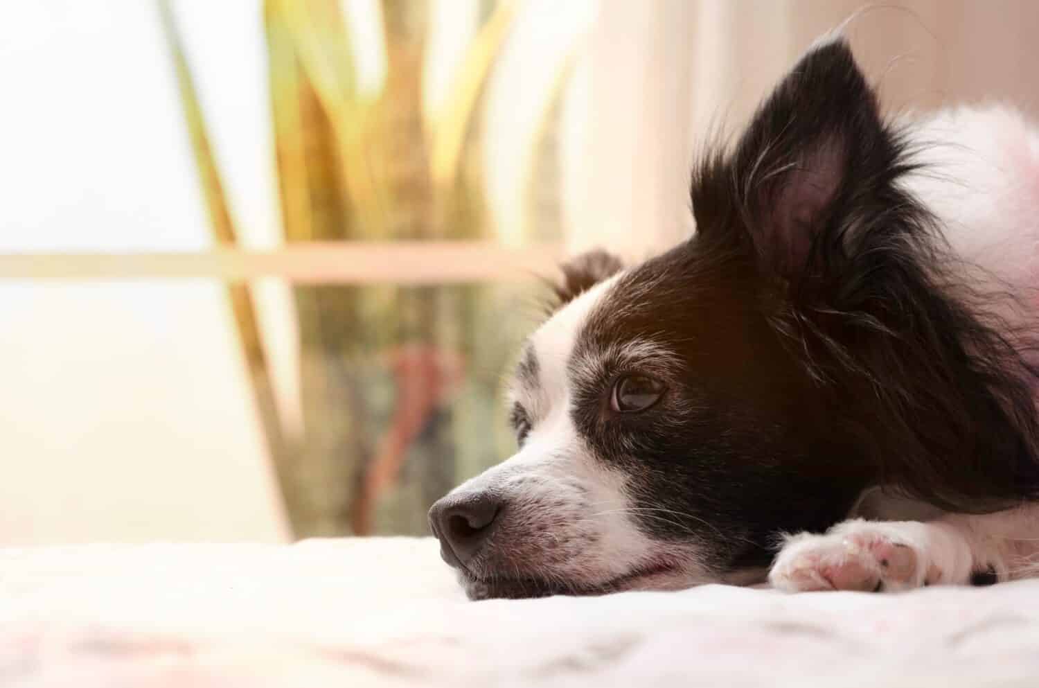 female dog lying comfortably in her owner's bed, happy, calm, preparing for a nap. isolated on clear and warm background. Close up. Copyspace.