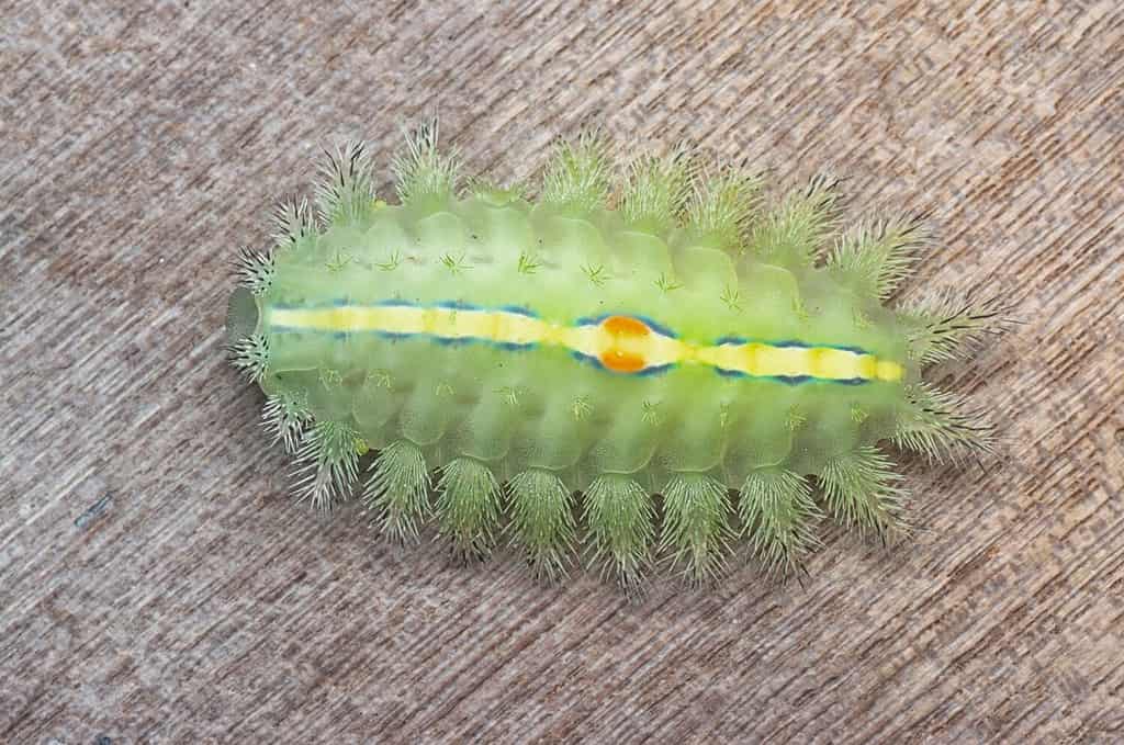 close shot of the green-crowned slug moth caterpillar