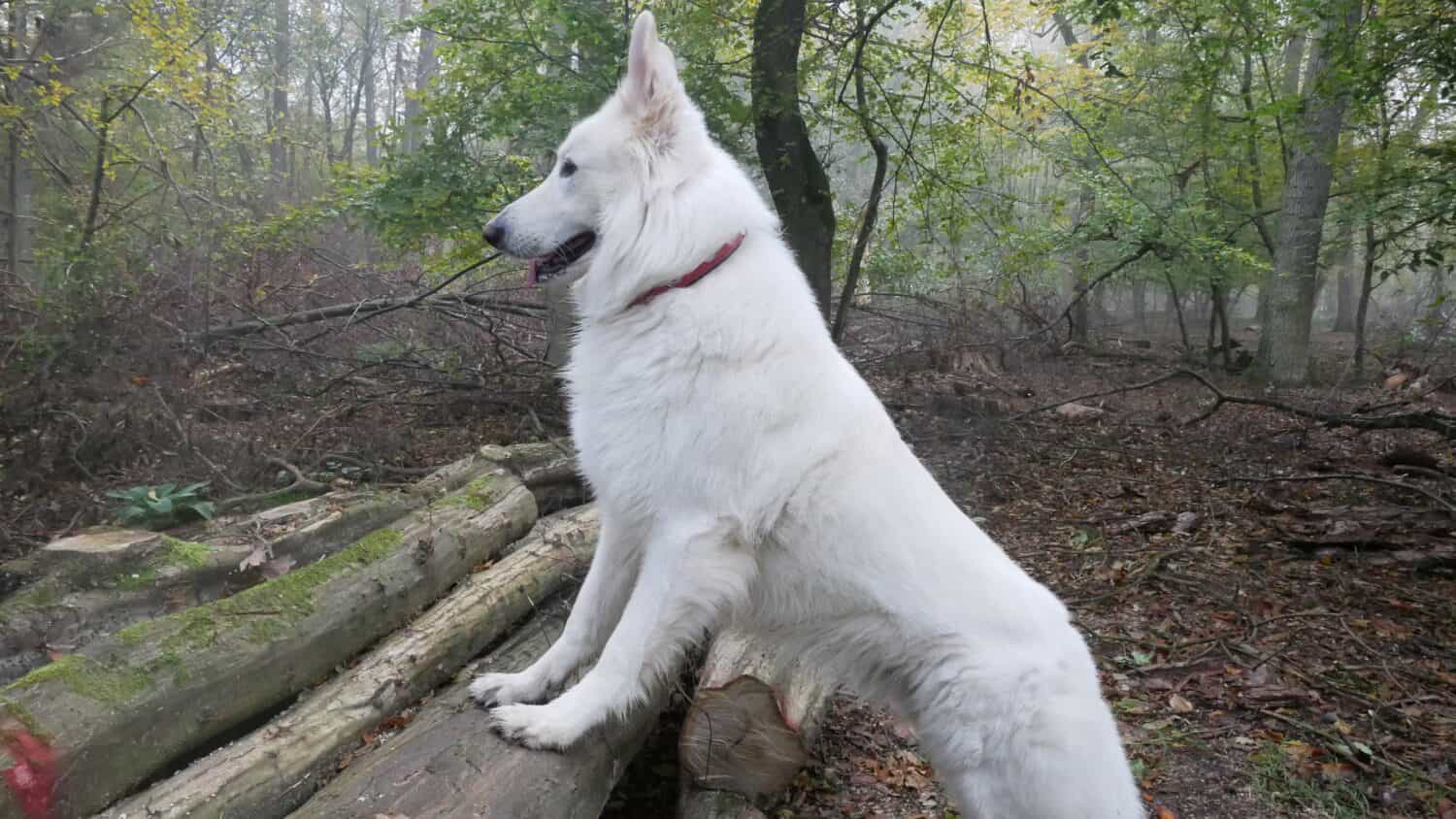 White dog (White German Shepherd, race Berger Blanc Suisse) stands with front paws on a stack of logs in the middle of the autumn forest