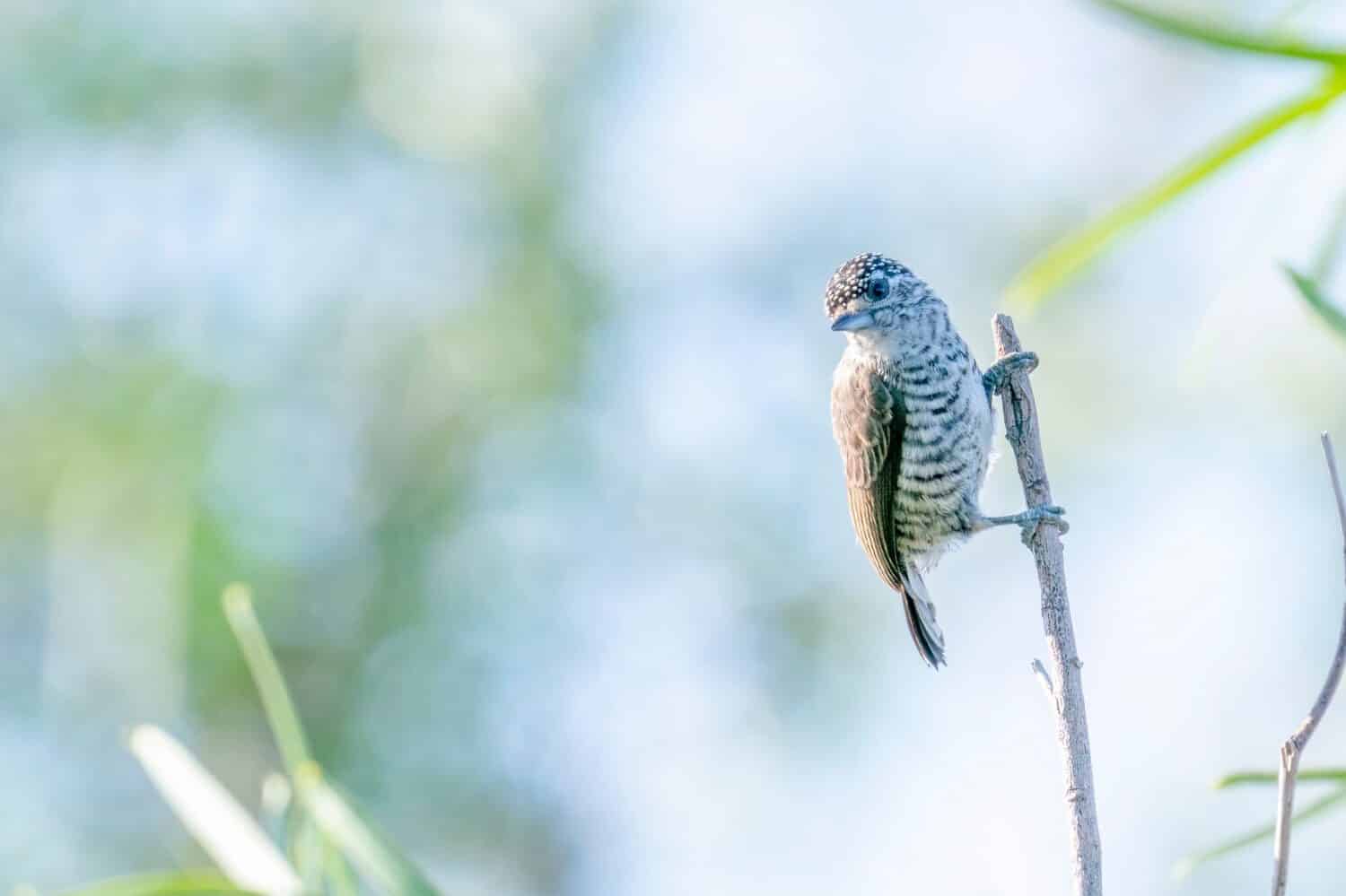 A tiny White-barred Piculet is searching for insects between the shrubs in Ceibas, Entre Rios, Argentina