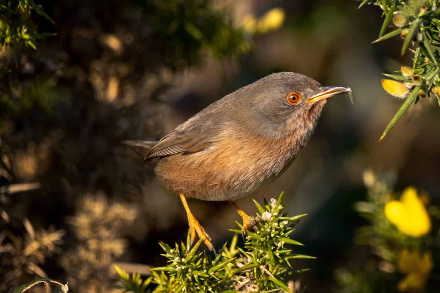 Dartford Warbler amongst some gorse