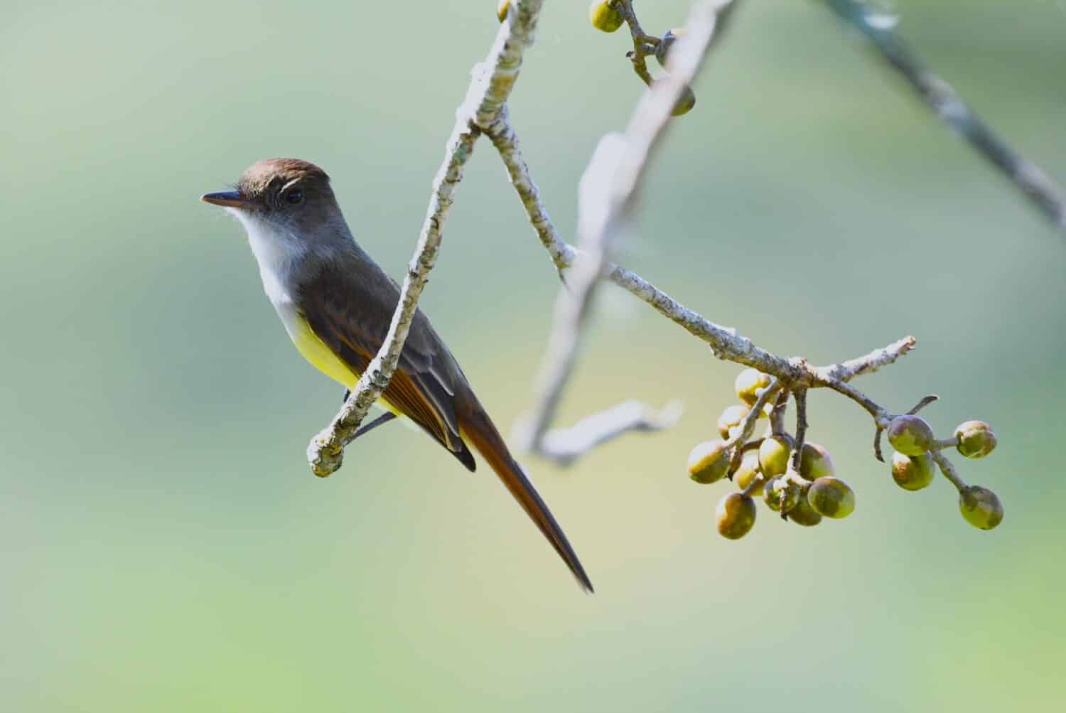 Myiarchus tuberculifer Dusky-capped flycatcher on a branch