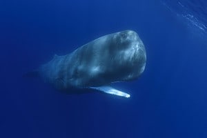 See a Giant Sperm Whale Swim Within Inches of an a Submarine Picture