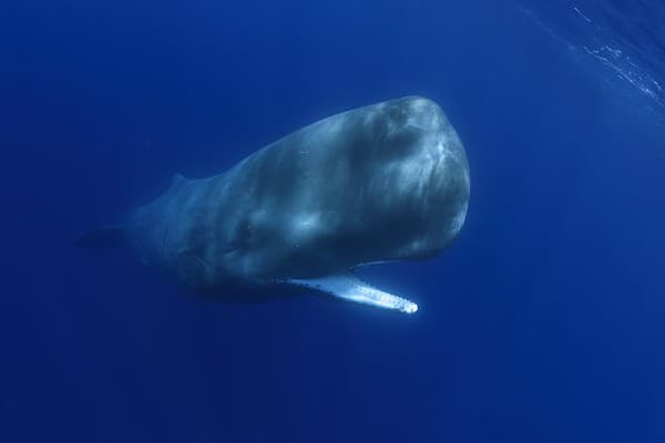 Watch A 'Moby-Dick' Sperm Whale Battle And Devour A Giant Squid - A-Z ...