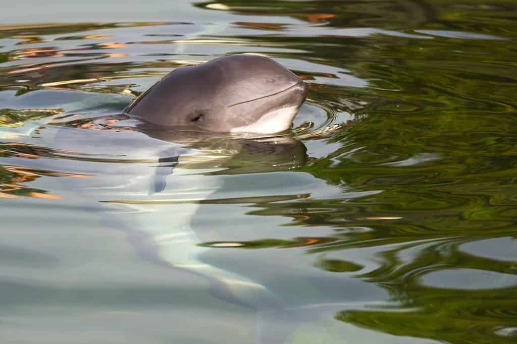 Harbour porpoise or Phocoena phocoena