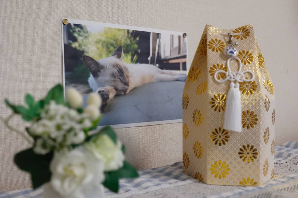 Remains and photographs of a deceased domestic cat. Grief of losing a pet.