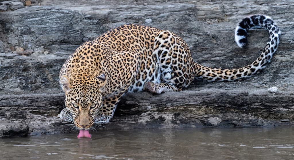 Leopard drinking water at the river and looking straight to the photographer - Maasai Mara, Kenya