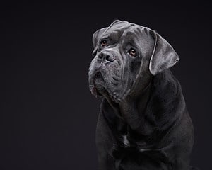 1,300 Amazing Big Dog Names Perfect for Your Huge Pooch Picture
