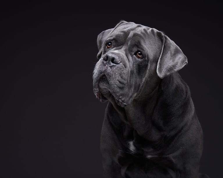 dog on a black background. Blue, Gray Intalian Cane-Corso