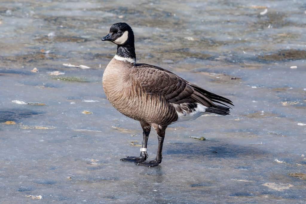 Aleutian Cackling Goose (Branta hutchinsii leucopareia) in park