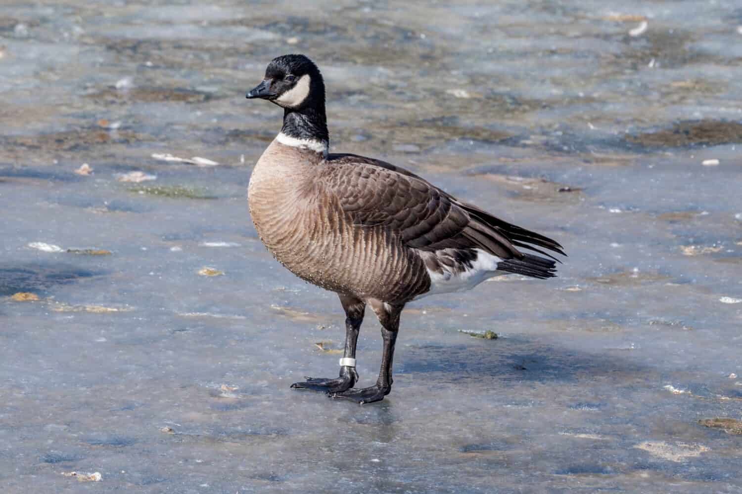 Aleutian Cackling Goose (Branta hutchinsii leucopareia) in park