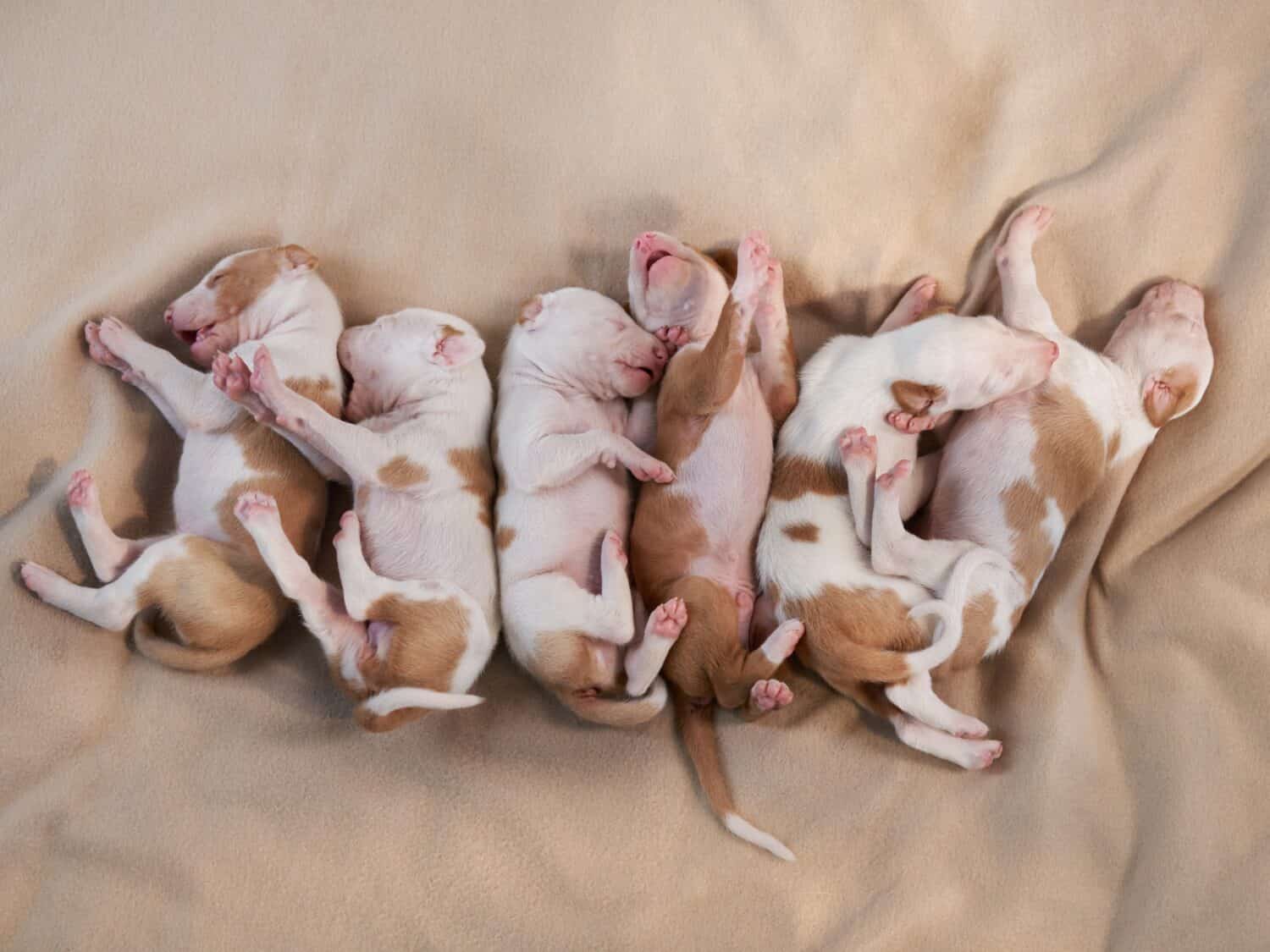 sweet six Newborn puppies sleeping on bed. dog Spanish greyhound at home