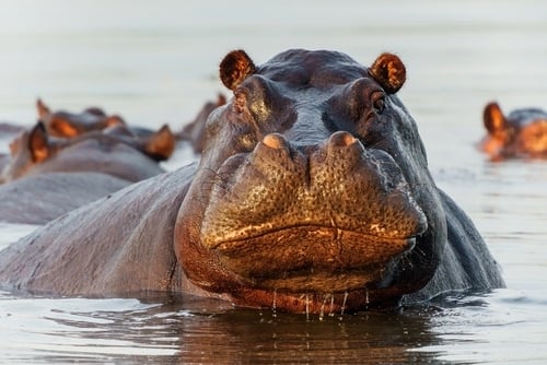 Hippopotamus in the Okavanga Delta in Botswana. An aggressive hippo bull shows dominant behaviour.