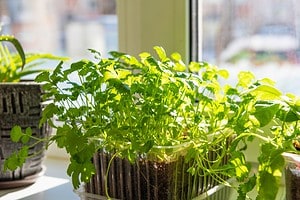 The 10 Best Herbs to Grow Indoors Picture