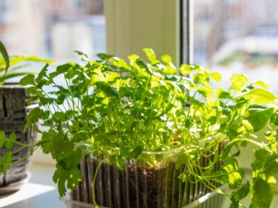 A The 10 Best Herbs to Grow Indoors